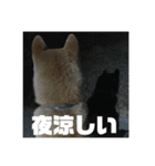 柴犬まろ④写真文字入り（個別スタンプ：6）