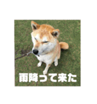 柴犬まろ④写真文字入り（個別スタンプ：7）