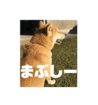 柴犬まろ④写真文字入り（個別スタンプ：8）