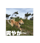 柴犬まろ④写真文字入り（個別スタンプ：9）