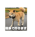 柴犬まろ④写真文字入り（個別スタンプ：10）
