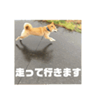 柴犬まろ④写真文字入り（個別スタンプ：11）