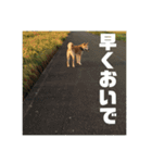 柴犬まろ④写真文字入り（個別スタンプ：12）