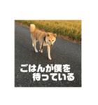 柴犬まろ④写真文字入り（個別スタンプ：13）