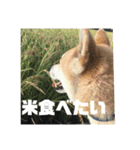 柴犬まろ④写真文字入り（個別スタンプ：14）