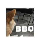 柴犬まろ④写真文字入り（個別スタンプ：15）