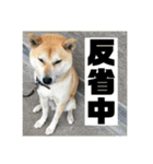 柴犬まろ④写真文字入り（個別スタンプ：16）