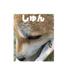 柴犬まろ④写真文字入り（個別スタンプ：17）