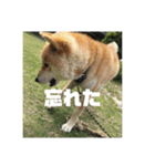 柴犬まろ④写真文字入り（個別スタンプ：18）