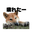 柴犬まろ④写真文字入り（個別スタンプ：19）
