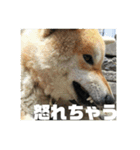 柴犬まろ④写真文字入り（個別スタンプ：20）