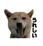 柴犬まろ④写真文字入り（個別スタンプ：21）