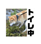 柴犬まろ④写真文字入り（個別スタンプ：22）