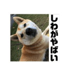柴犬まろ④写真文字入り（個別スタンプ：23）