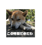 柴犬まろ④写真文字入り（個別スタンプ：24）