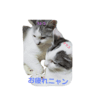 姉妹ネコのタラコ＆スジコ（個別スタンプ：2）