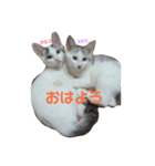 姉妹ネコのタラコ＆スジコ（個別スタンプ：5）