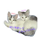 姉妹ネコのタラコ＆スジコ（個別スタンプ：6）