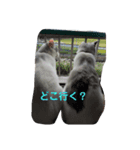 姉妹ネコのタラコ＆スジコ（個別スタンプ：8）