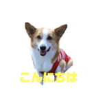 マロンたんだよ❤️（個別スタンプ：1）