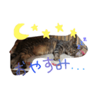 わが家の愛猫かんひなコンビ（個別スタンプ：1）