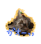 わが家の愛猫かんひなコンビ（個別スタンプ：3）