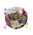 わが家の愛猫かんひなコンビ（個別スタンプ：4）