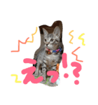 わが家の愛猫かんひなコンビ（個別スタンプ：5）