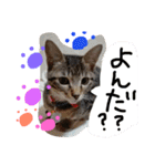 わが家の愛猫かんひなコンビ（個別スタンプ：6）