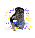 わが家の愛猫かんひなコンビ（個別スタンプ：9）