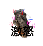 わが家の愛猫かんひなコンビ（個別スタンプ：10）
