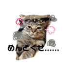 わが家の愛猫かんひなコンビ（個別スタンプ：12）