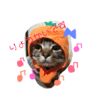 わが家の愛猫かんひなコンビ（個別スタンプ：13）