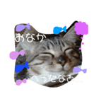 わが家の愛猫かんひなコンビ（個別スタンプ：14）