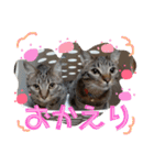 わが家の愛猫かんひなコンビ（個別スタンプ：15）