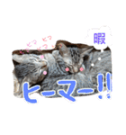 わが家の愛猫かんひなコンビ（個別スタンプ：18）