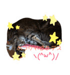 わが家の愛猫かんひなコンビ（個別スタンプ：19）