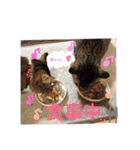 わが家の愛猫かんひなコンビ（個別スタンプ：20）