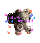 わが家の愛猫かんひなコンビ（個別スタンプ：22）