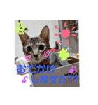 わが家の愛猫かんひなコンビ（個別スタンプ：23）