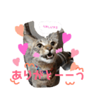 わが家の愛猫かんひなコンビ（個別スタンプ：24）