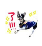 チワワのブル（個別スタンプ：7）