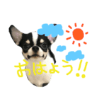 チワワのブル（個別スタンプ：8）