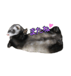 ふぇれすた。（個別スタンプ：5）
