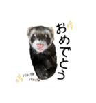 ふぇれすた。（個別スタンプ：11）