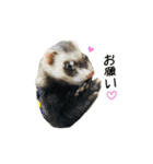 ふぇれすた。（個別スタンプ：12）