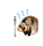 ふぇれすた。（個別スタンプ：33）