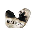 ふぇれすた。（個別スタンプ：36）