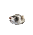 ふぇれすた。（個別スタンプ：39）
