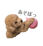 トイプー⋆︎むぎの日常（個別スタンプ：3）
